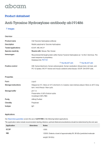 Anti-Tyrosine Hydroxylase antibody ab191486 Product datasheet 7 Images Overview