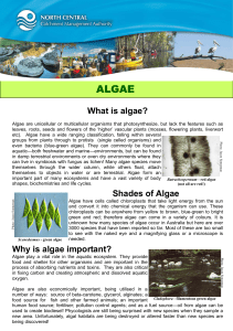 ALGAE What is algae?