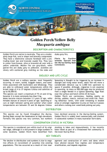 Golden Perch/Yellow Belly Macquaria ambigua DESCRIPTION AND CHARACTERISTICS