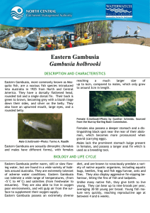 Eastern Gambusia Gambusia holbrooki DESCRIPTION AND CHARACTERISTICS