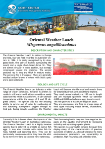 Oriental Weather Loach Misgurnus anguillicaudatus DESCRIPTION AND CHARACTERISTICS