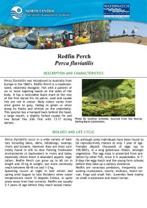 Redfin Perch Perca fluviatilis DESCRIPTION AND CHARACTERISTICS