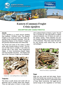 Eastern (Common) Froglet Crinia signifera DESCRIPTION AND CHARACTERISTICS Adults