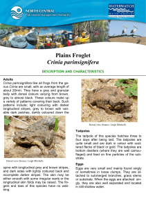 Plains Froglet Crinia parinsignifera DESCRIPTION AND CHARACTERISTICS