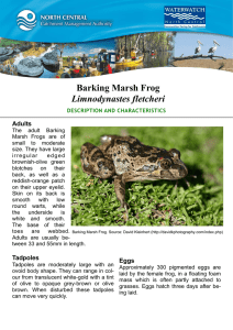 Barking Marsh Frog Limnodynastes fletcheri Adults