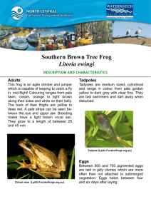 Southern Brown Tree Frog Litoria ewingi Adults Tadpoles