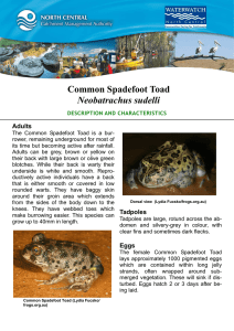 Common Spadefoot Toad Neobatrachus sudelli Adults