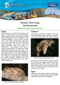 Peron’s Tree Frog Litoria peronii Adults Tadpoles