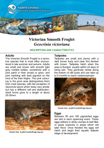 Victorian Smooth Froglet Geocrinia victoriana Adults Tadpoles