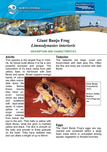 Giant Banjo Frog Limnodynastes interioris Adults Tadpoles