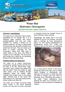 Water Rat Hydromys chrysogaster