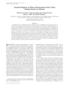 Terminal Regions of Wheat Chromosomes Select Their Pairing Partners in Meiosis