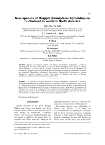 New species of Braggia (Hemiptera: Aphididae) on K.S. Pike, G. Graf