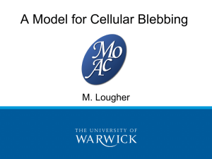 A Model for Cellular Blebbing M. Lougher
