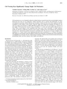 Cell Tracing Dyes Significantly Change Single Cell Mechanics Valentin Lulevich, Yi-Ping Shih,