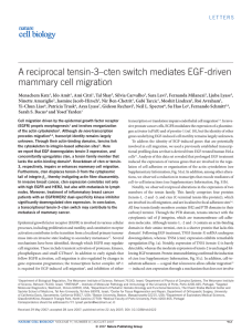 A reciprocal tensin-3–cten switch mediates eGF-driven mammary cell migration
