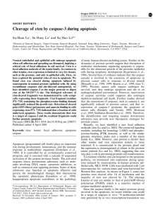 Cleavage of cten by caspase-3 during apoptosis Su-Shun Lo