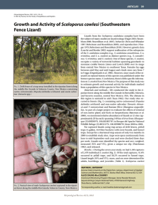 Sceloporus cowlesi fence lizard) ArticleS     39