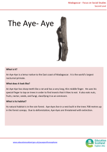 The Aye- Aye