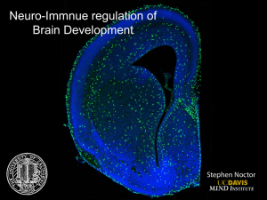 Neuro-Immnue regulation of Brain Development  Stephen Noctor