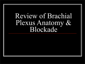Review of Brachial Plexus Anatomy &amp; Blockade