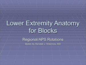 Lower Extremity Anatomy for Blocks Regional/APS Rotations Slides by Randall J. Malchow, MD