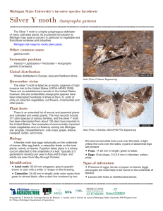 Silver Y moth Autographa gamma Michigan State University’s invasive species factsheets