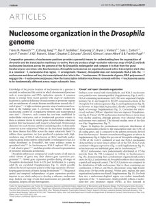 ARTICLES Nucleosome organization in the Drosophila genome