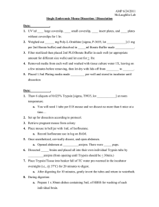 AMP 6/24/2011 McLaughlin Lab  Single Embryonic Mouse Dissection / Dissociation