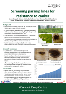 Screening parsnip lines for resistance to canker