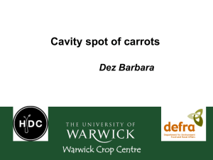 Cavity spot of carrots  Dez Barbara