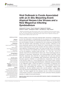 Viral Outbreak in Corals Associated In Situ Atypical Herpes-Like Viruses and a