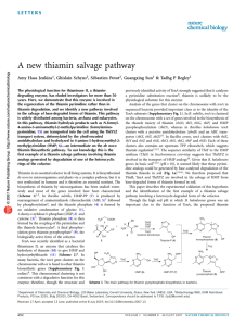 A new thiamin salvage pathway Amy Haas Jenkins , Ghislain Schyns