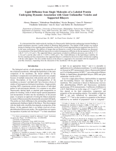 Lipid Diffusion from Single Molecules of a Labeled Protein