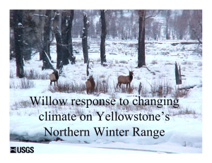 Willow response to changing climate on Yellowstone’s Northern Winter Range