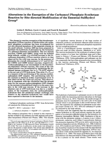 Alterations in the Energetics of the Carbamoyl  Phosphate Synthetase