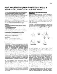 Carbamoyl  phosphate  synthetase:  a  tunnel  runs... Hazel  M  Holden*, James B Thodent and  Frank...