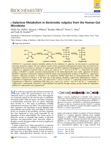 ‑Galactose Metabolism in Bacteroides vulgatus from the Human Gut Microbiota