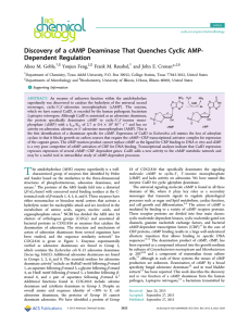 Discovery of a cAMP Deaminase That Quenches Cyclic AMP- Dependent Regulation *