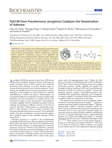 Pa0148 from Pseudomonas aeruginosa Catalyzes the Deamination of Adenine