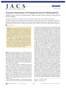 N-6-Methyladenine Enzymatic Deamination of the Epigenetic Base