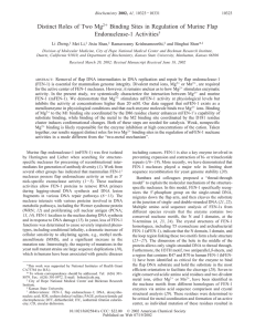 Distinct Roles of Two Mg Endonuclease-1 Activities