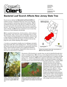 Bacterial Leaf Scorch Affects New Jersey State Tree