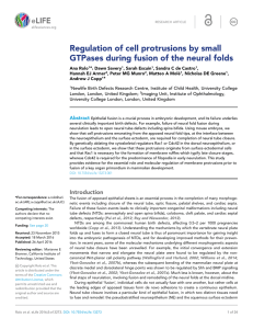 Regulation of cell protrusions by small