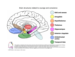 Brain structures related to courage and conscience