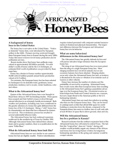 Honey Bees AFRICANIZED A background of honey