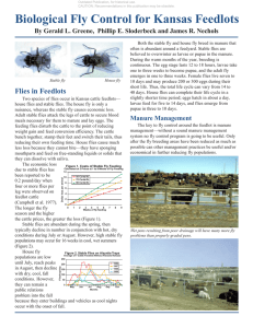 Biological Fly Control for Kansas Feedlots