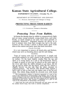 Kansas  State  Agricultural  College. PROTECTING TREES FROM RABBITS.