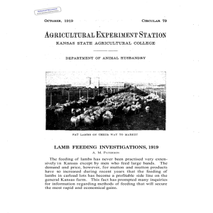 1919 FEEDING  INVESTIGATIONS, LAMB