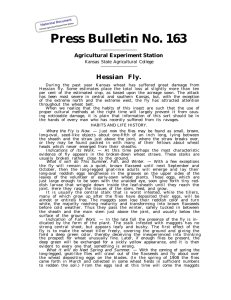Press Bulletin No. 163 Hessian Fly. Agricultural Experiment Station Kansas State Agricultural College